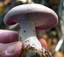 Clitocybe nuda, shows the fat stalk and overall violet hues.